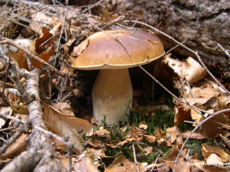 Funghi